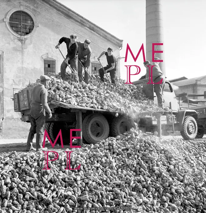 : Agricultural workers unload tons of sugarbeet : Agricultural workers unload tons of sugarbeet