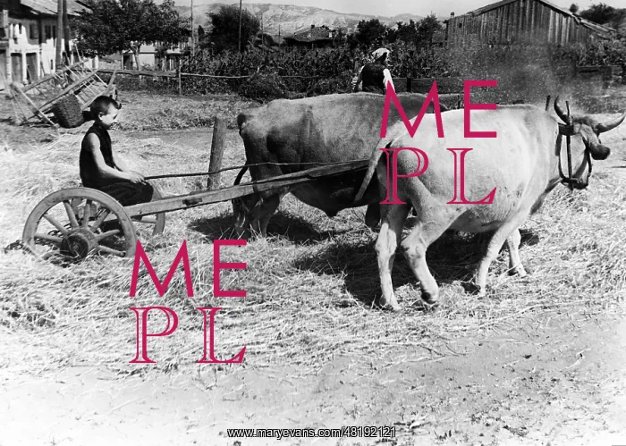 : Agriculture in Bulgaria, 1942 : Agriculture in Bulgaria, 1942