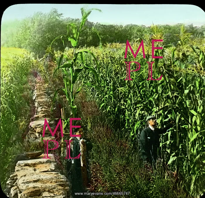 : Agriculture - Corn - Harvest - Farming : Agriculture - Corn - Harvest - Farming