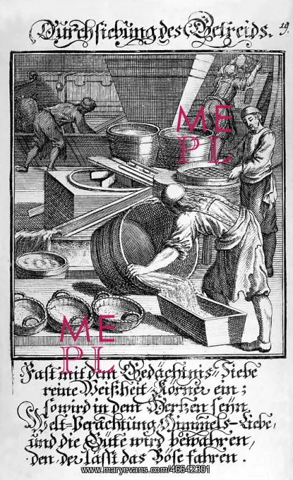 : agriculture / farming, harvest, sieving of corn : agriculture / farming, harvest, sieving of corn