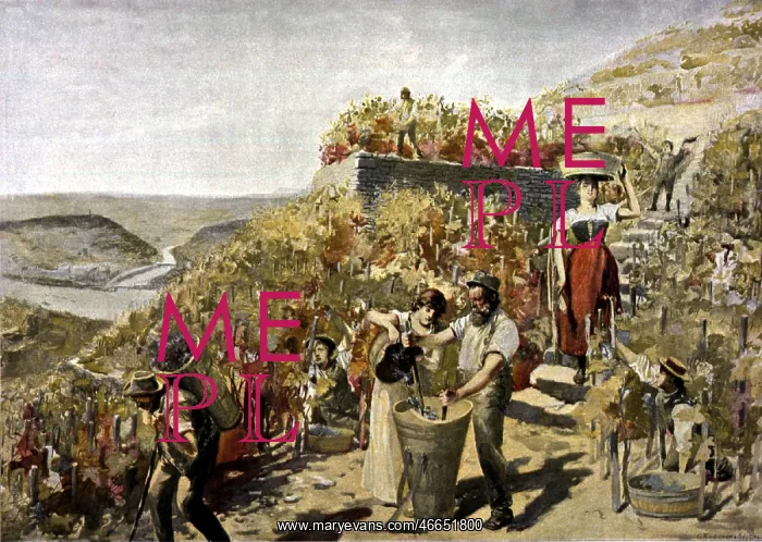 : agriculture, viniculture, grape harvest at the : agriculture, viniculture, grape harvest at the