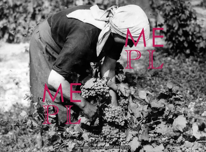 : Agriculture: wine-growing, 1935 : Agriculture: wine-growing, 1935