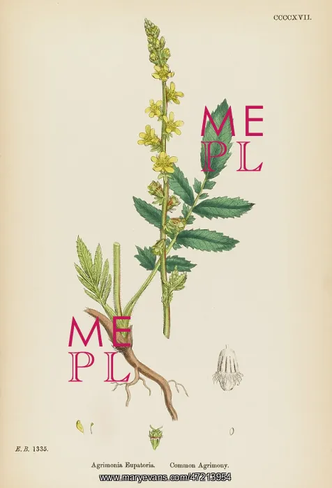  : AGRIMONIA EUPATORIA