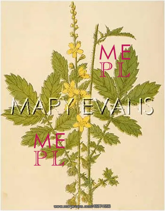  : AGRIMONIA EUPATORIA