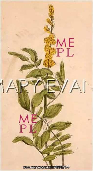  : AGRIMONIA EUPATORIA