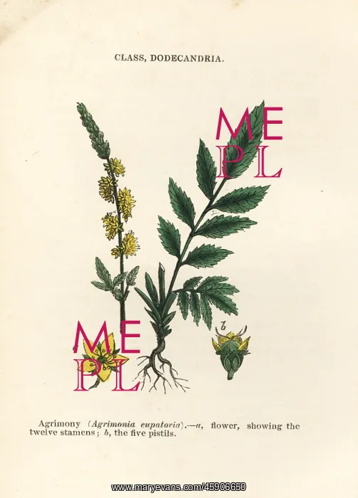 : Agrimony, Agrimonia eupatoria : Agrimony, Agrimonia eupatoria