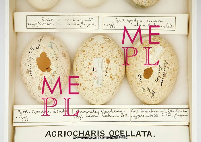 : Agriocharis ocellata eggs : Agriocharis ocellata eggs