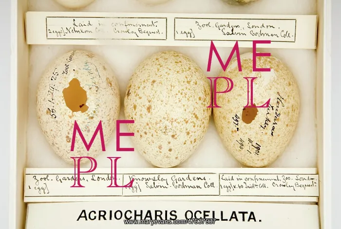 : Agriocharis ocellata eggs : Agriocharis ocellata eggs