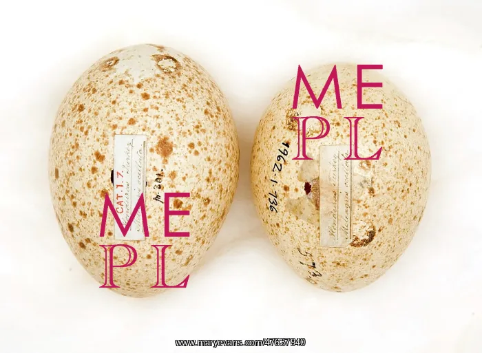 : Agriocharis ocellata eggs : Agriocharis ocellata eggs