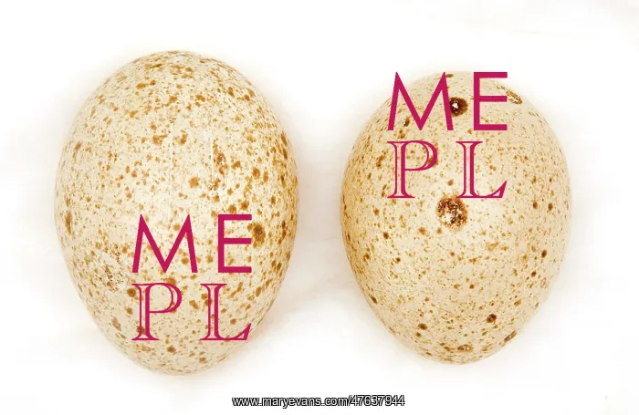: Agriocharis ocellata eggs : Agriocharis ocellata eggs