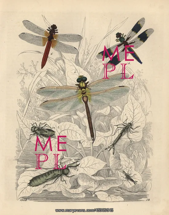 : Agrion pupa, Libellula pupa and others : Agrion pupa, Libellula pupa and others