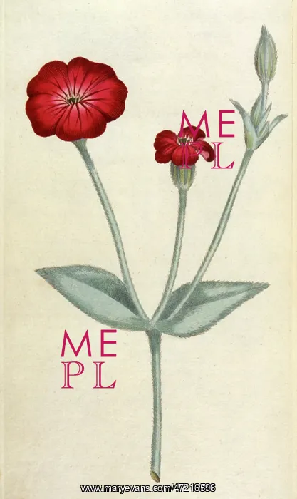  : Agrostemma Coronaria