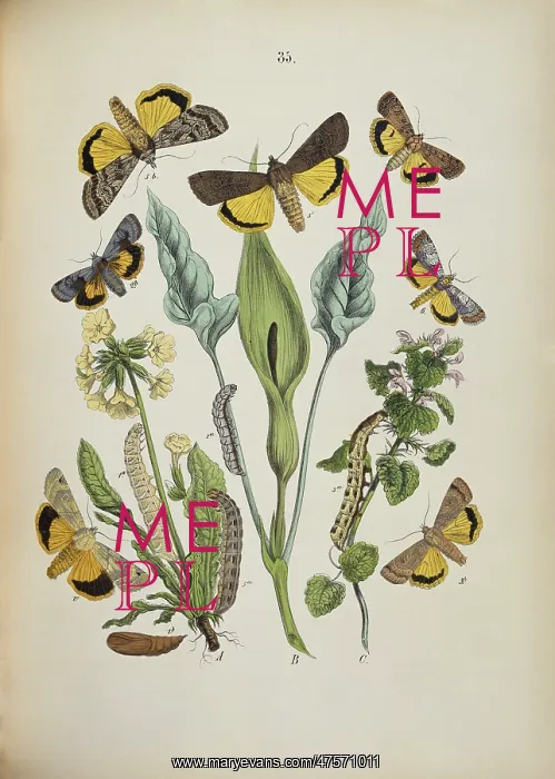 : Agrotidae, moths and caterpillars : Agrotidae, moths and caterpillars