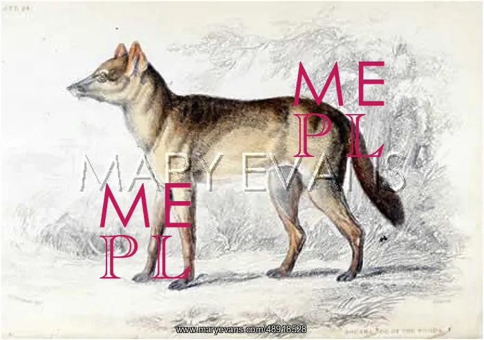  : AGUARA DOG OF THE WOODS