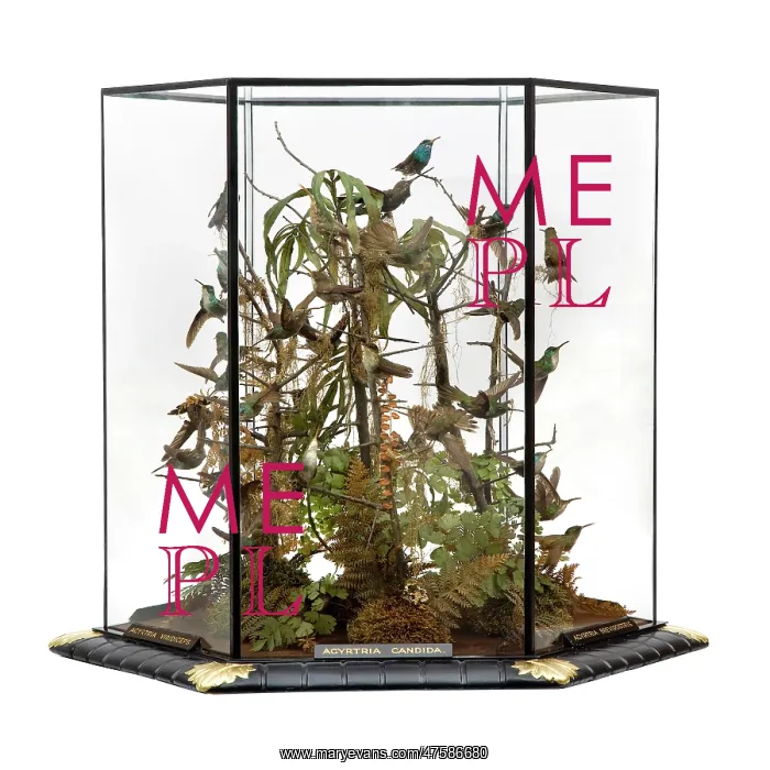 : Agyrtria candida, hummingbird display : Agyrtria candida, hummingbird display