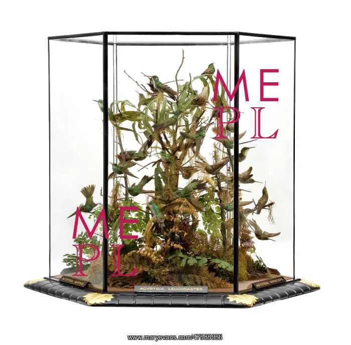 : Agyrtria leucocaster, hummingbird display : Agyrtria leucocaster, hummingbird display