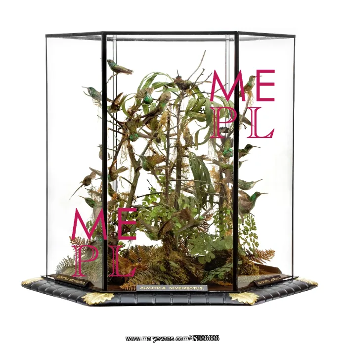 : Agyrtria niveipectus, hummingbird display : Agyrtria niveipectus, hummingbird display