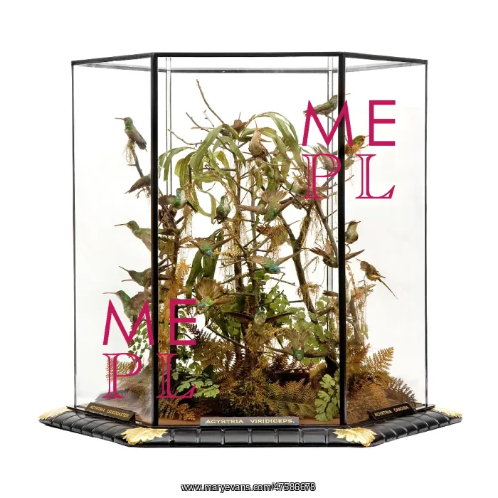 : Agyrtria viridiceps, hummingbird display : Agyrtria viridiceps, hummingbird display
