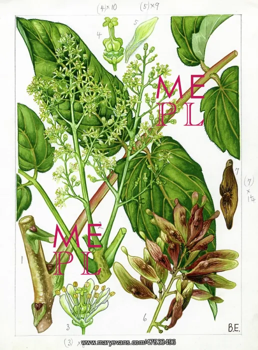 : Ailanthus altissima - tree of heaven : Ailanthus altissima - tree of heaven