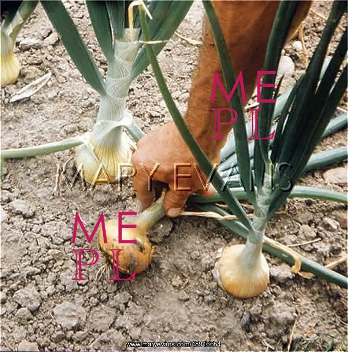: AILSA CRAIG ONIONS : AILSA CRAIG ONIONS