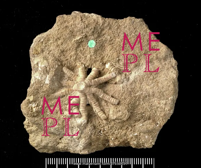 : Ailsacrinus prattii : Ailsacrinus prattii