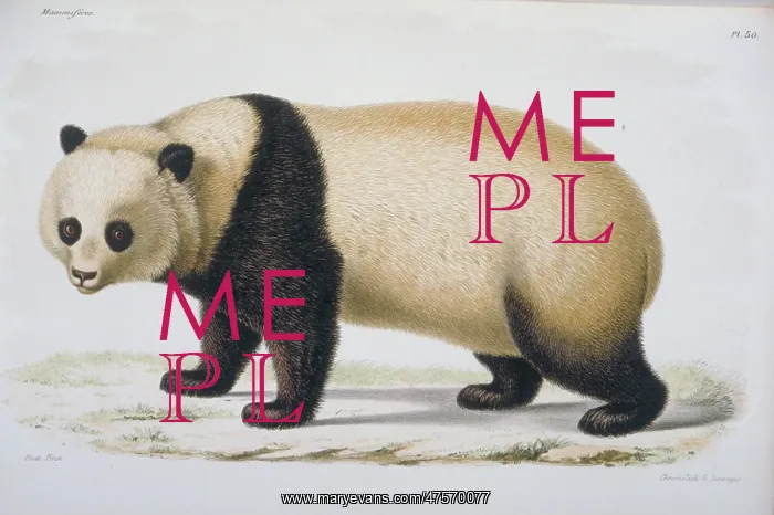 : Ailuropoda melanoleuca, giant panda : Ailuropoda melanoleuca, giant panda