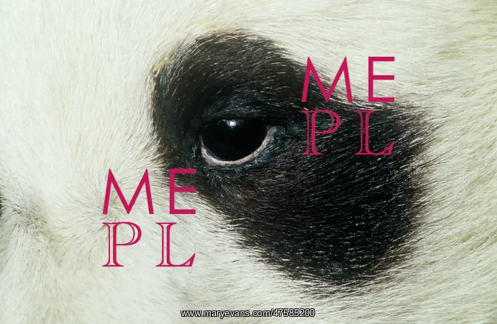 : Ailuropoda melanoleuca, giant panda : Ailuropoda melanoleuca, giant panda