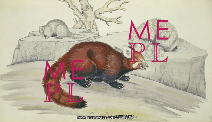 : Ailurus fulgens, red panda : Ailurus fulgens, red panda
