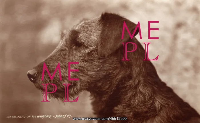  : An Airedale