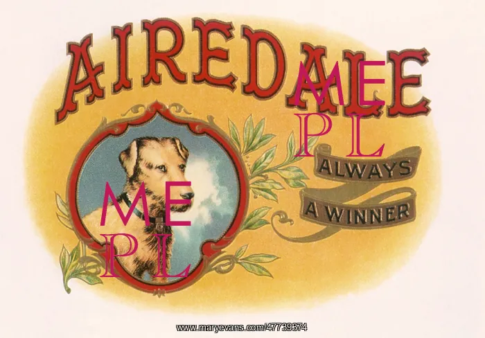  : Airedale