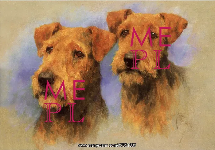  : Airedale Head Studies