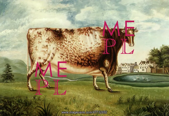  : The Airedale Heifer