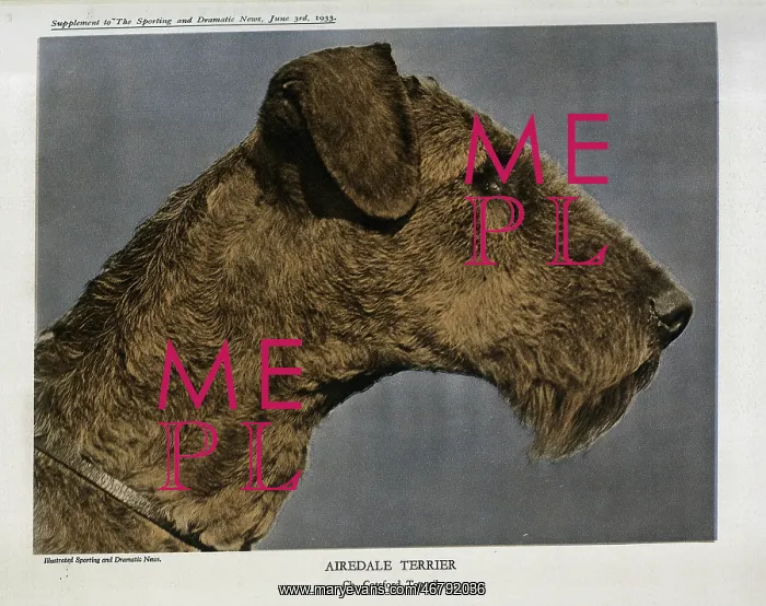 : Airedale Terrier : Airedale Terrier