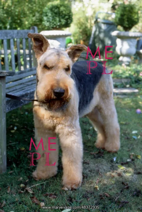  : Airedale terrier