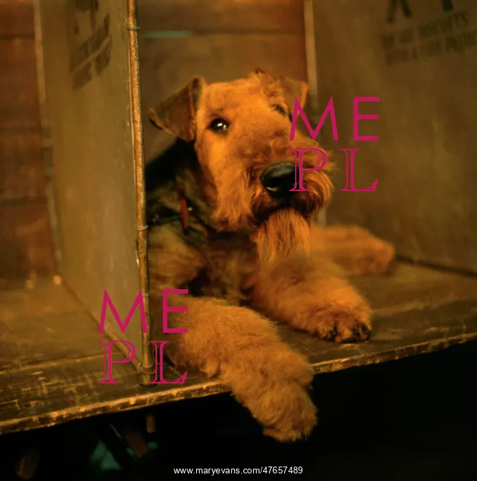 : Airedale terrier at a dog show : Airedale terrier at a dog show
