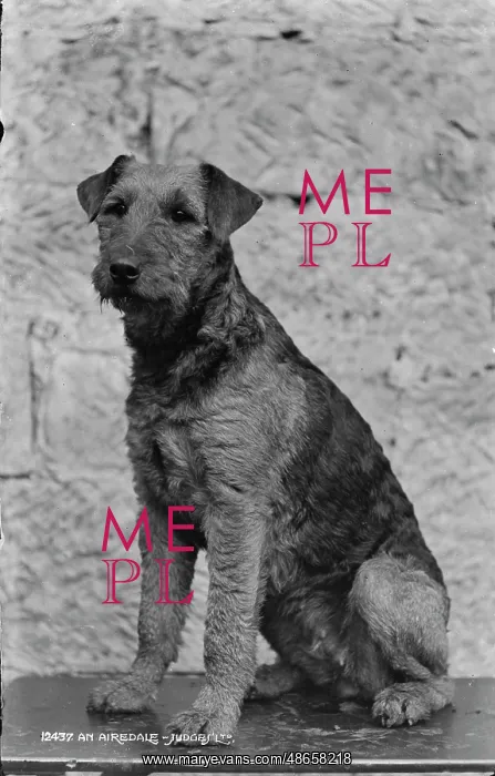 : Airedale Terrier Portrait : Airedale Terrier Portrait