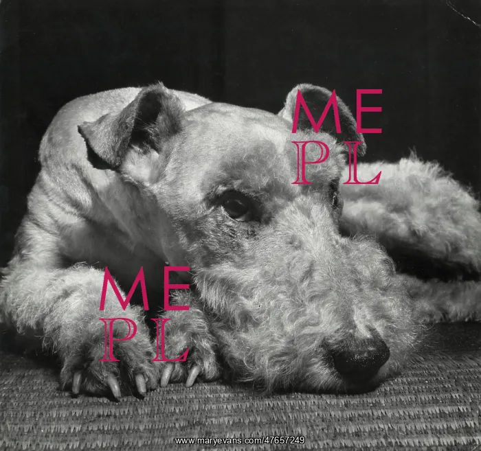 : Airedale terrier resting on the floor : Airedale terrier resting on the floor