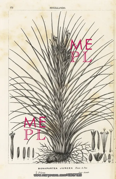 : Airplant, Tillandsia juncea : Airplant, Tillandsia juncea