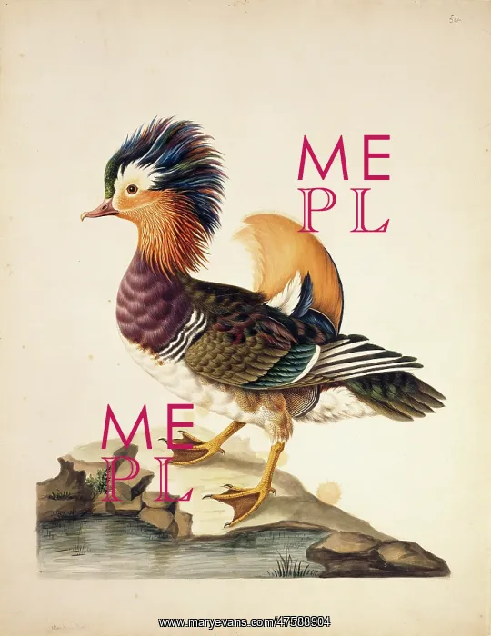 : Aix falericulata, mandarin duck : Aix falericulata, mandarin duck