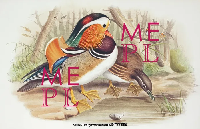 : Aix galericulata, mandarin duck : Aix galericulata, mandarin duck