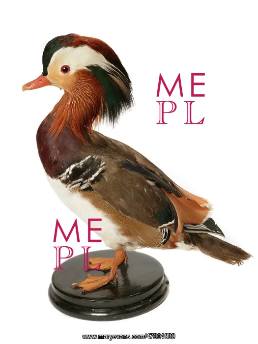 : Aix galericulata, mandarin duck : Aix galericulata, mandarin duck