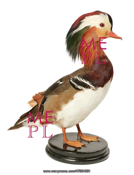 : Aix galericulata, mandarin duck : Aix galericulata, mandarin duck