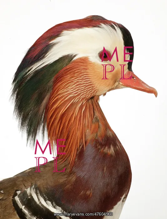 : Aix galericulata, mandarin duck : Aix galericulata, mandarin duck