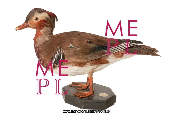 : Aix galericulata, mandarin duck : Aix galericulata, mandarin duck