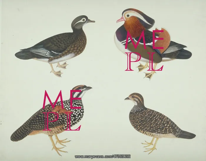 : Aix galericulata, Mandarin duck and other birds : Aix galericulata, Mandarin duck and other birds