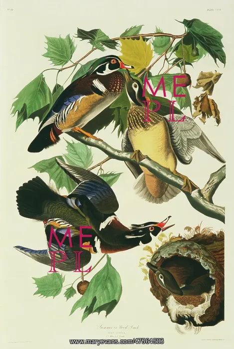 : Aix sponsa, wood duck : Aix sponsa, wood duck