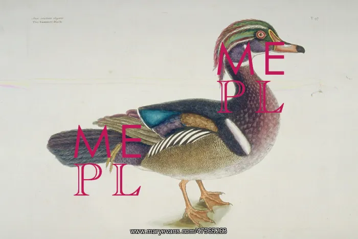 : Aix sponsa, wood duck : Aix sponsa, wood duck