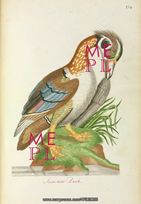 : Aix sponsa, Wood duck : Aix sponsa, Wood duck