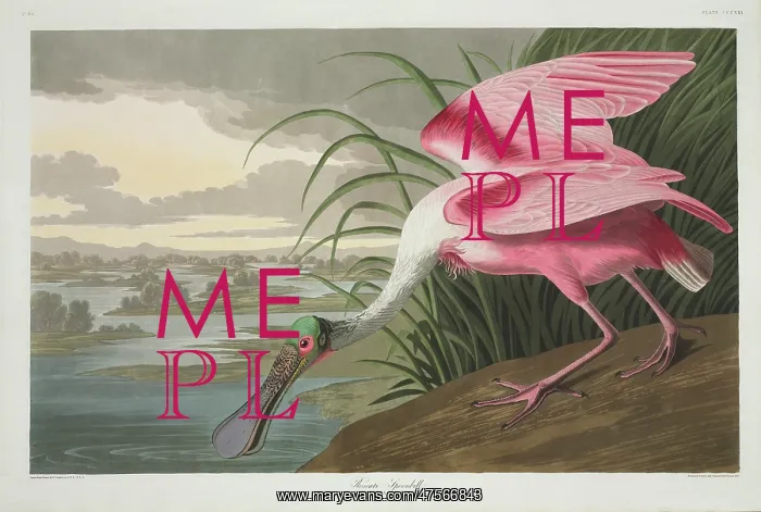 : Ajaia ajaja, roseate spoonbill : Ajaia ajaja, roseate spoonbill