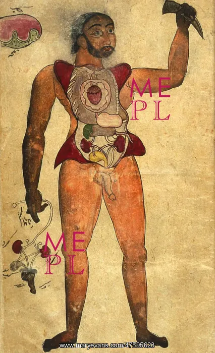 : Akbar's Medicine, Persian Anatomical Man : Akbar's Medicine, Persian Anatomical Man